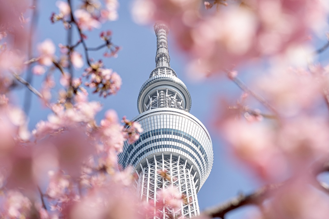 【写真付】スカイツリーと河津桜を楽しめる東武橋！見頃やおすすめの写真の撮り方をご紹介します