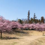 【お花見】3月上旬に満開！千葉県柏市にある桜の隠れた名所・松ヶ崎城址の河津桜
