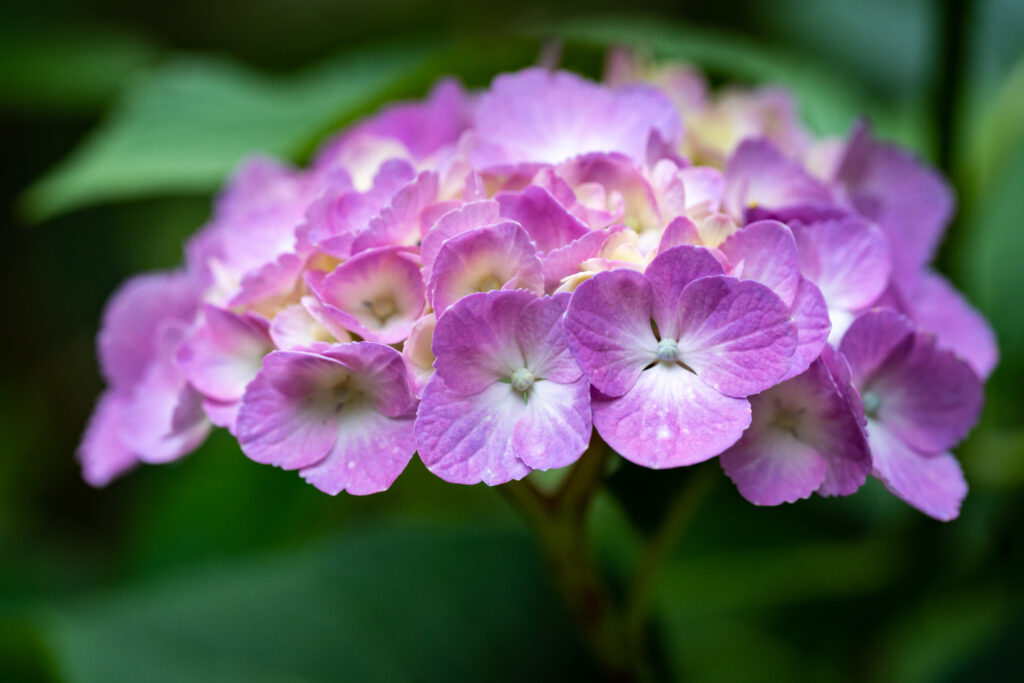 あけぼの山農業公園で紫陽花って咲くの？2